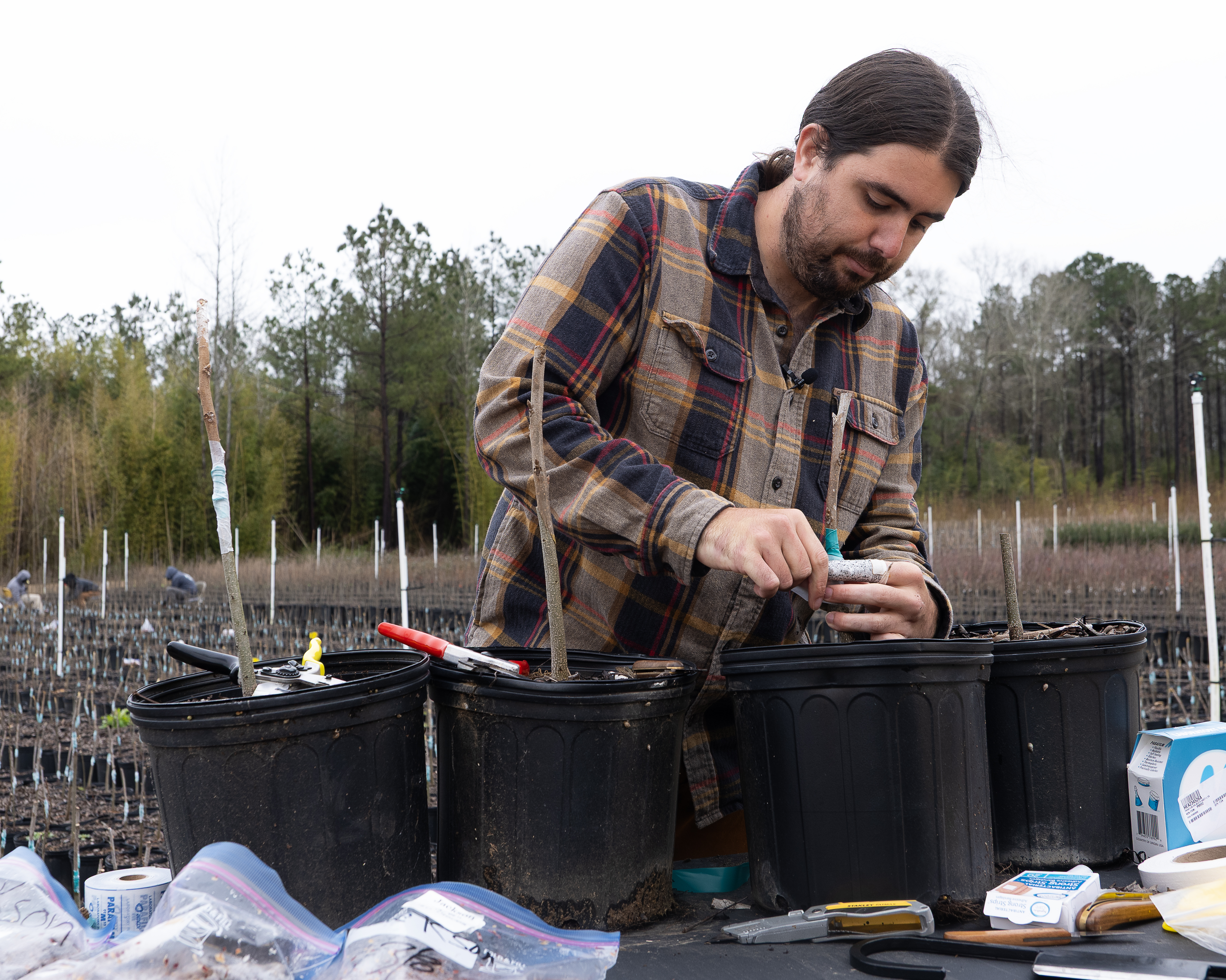 Grafting 101: Behind the scenes of your fruit tree’s journey